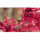 OCZAR DIANA czerwony zimą kwitnący - sadzonki 40 / 60 cm